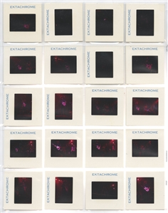 Jerry Garcia 1970s Lot of 20 Color Positive Slides